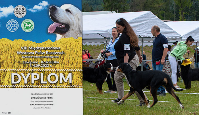 Wakacje - Duży Szwajcarski Pies Pasterski
