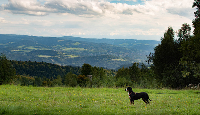 Wycieczka w góry - Duży Szwajcarski Pies Pasterski