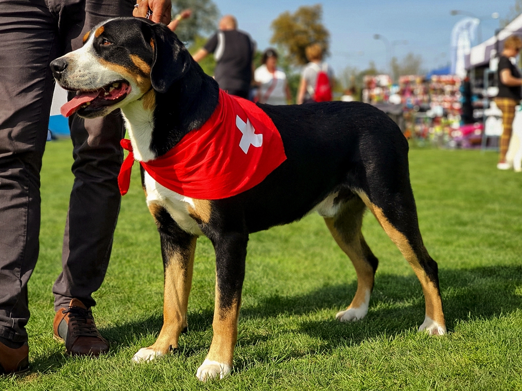 Duży Szwajcarski Pies Pasterski