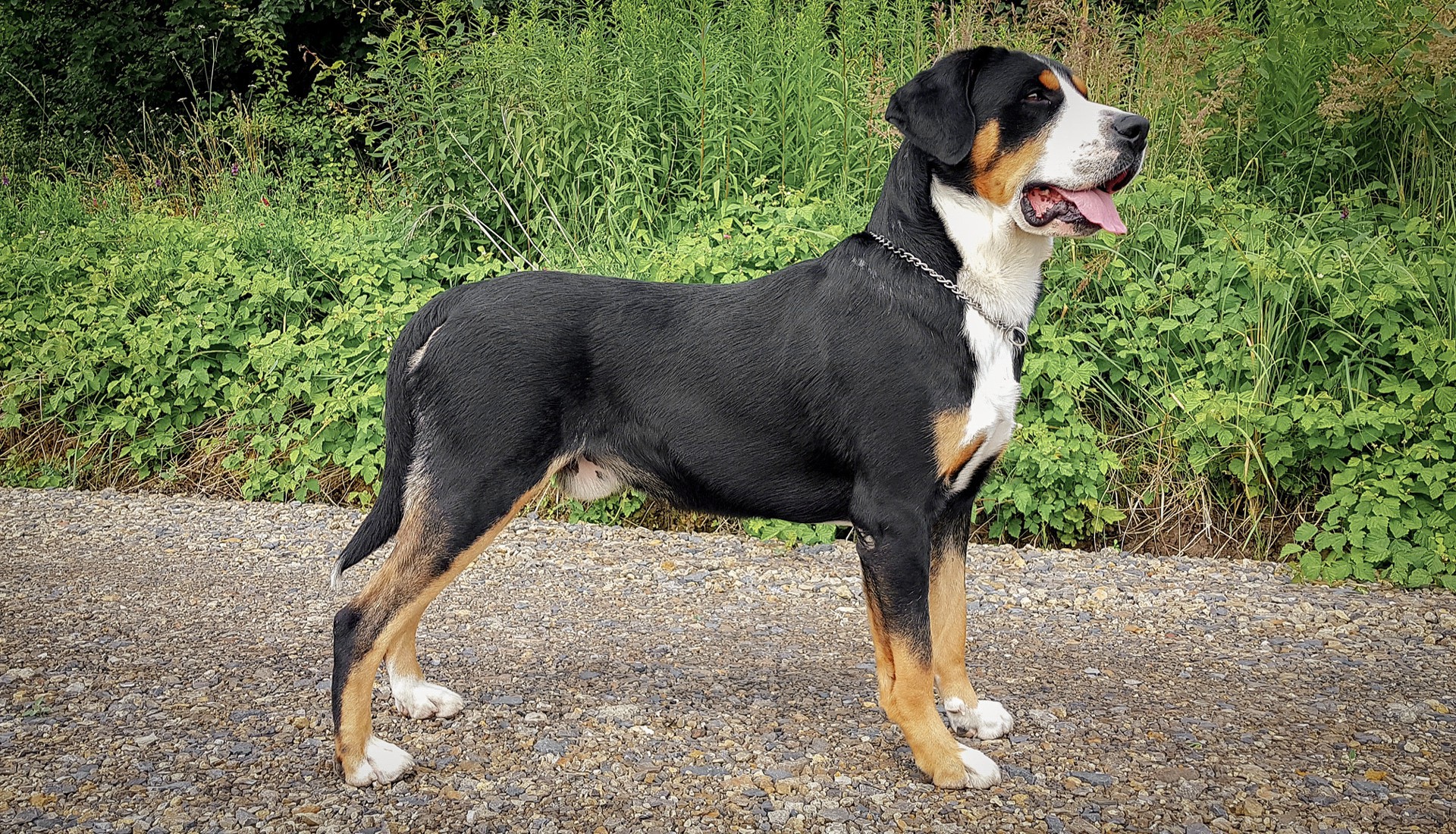 Duży Szwajcarski Pies Pasterski