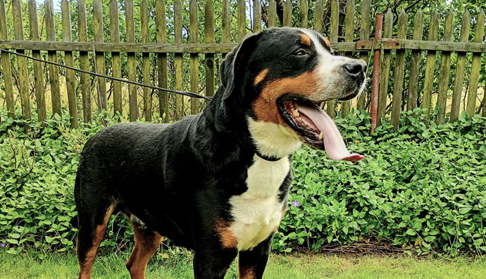 Roberto Baggio Garanus FCI