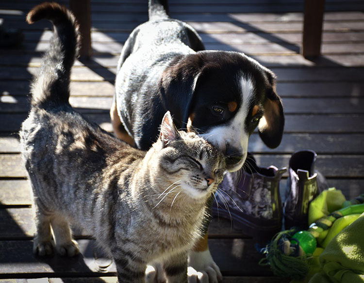 Szwajcarski Pies Pasterski i kot