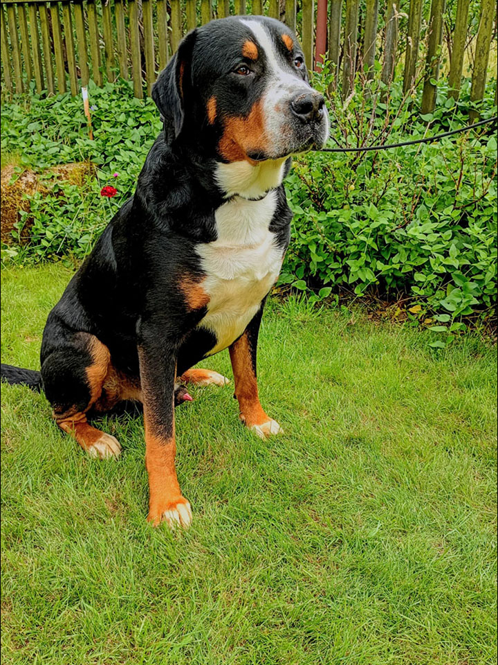 Duży Szwajcarski Pies Pasterski