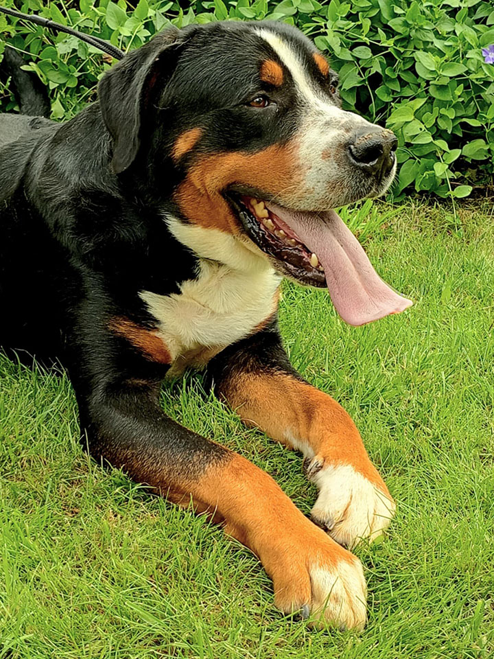 Duży Szwajcarski Pies Pasterski