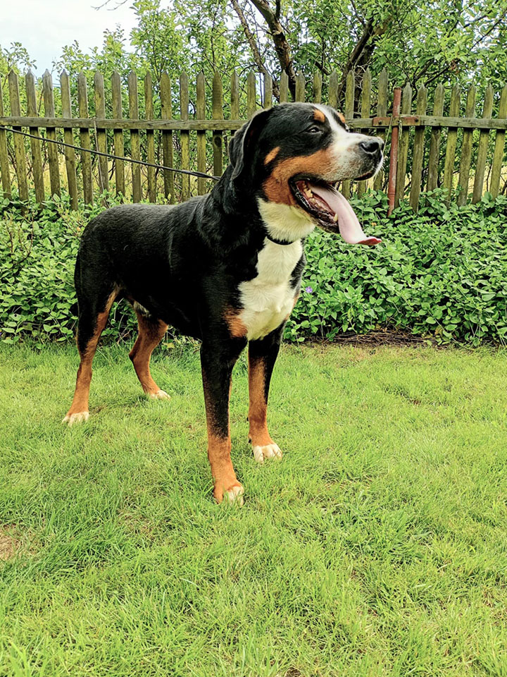 Duży Szwajcarski Pies Pasterski